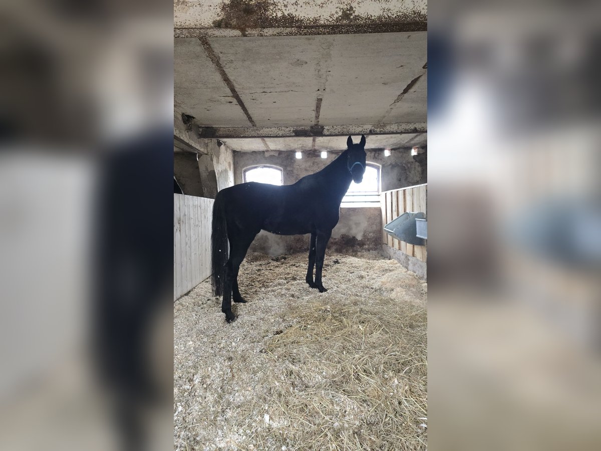 Hannover Castrone 14 Anni 183 cm Morello in Feldberger Seenlandschaft