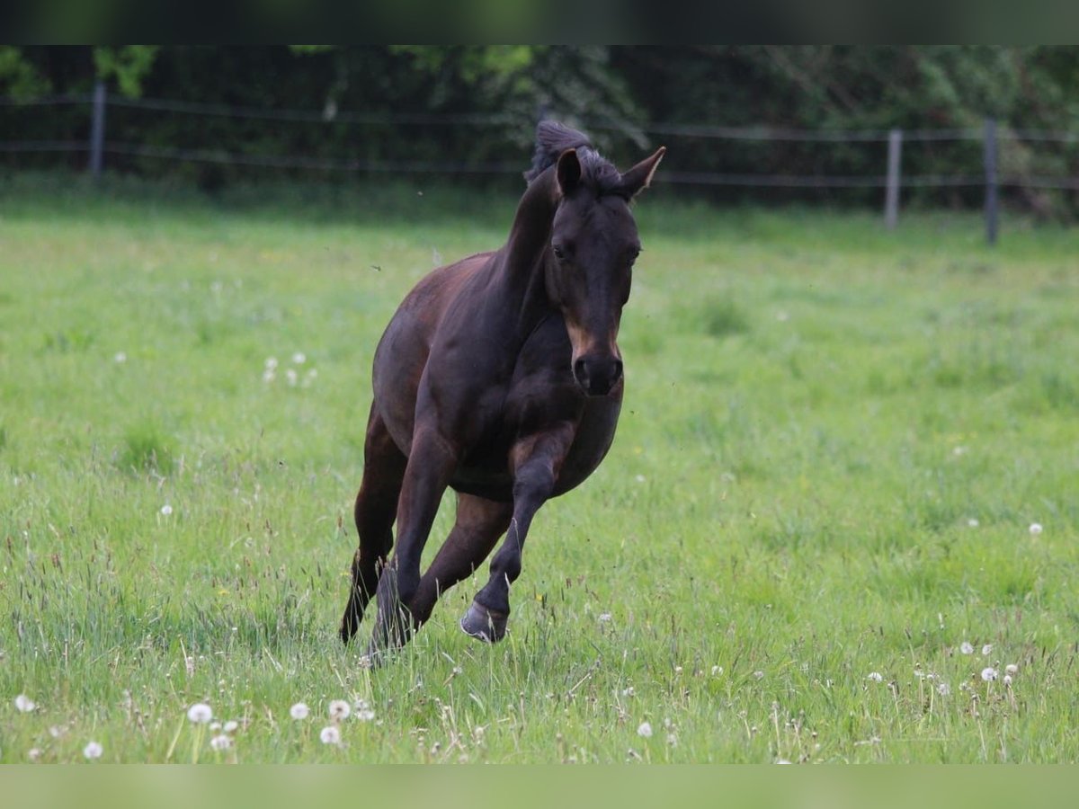 Hannover Castrone 15 Anni 157 cm Morello in Norderstedt