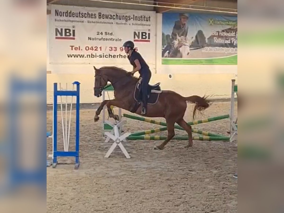 Hannover Castrone 15 Anni 164 cm Sauro in Bremen