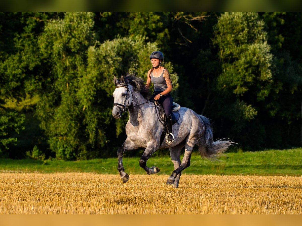 Hannover Castrone 15 Anni 170 cm Grigio in N&#xFC;rtingen