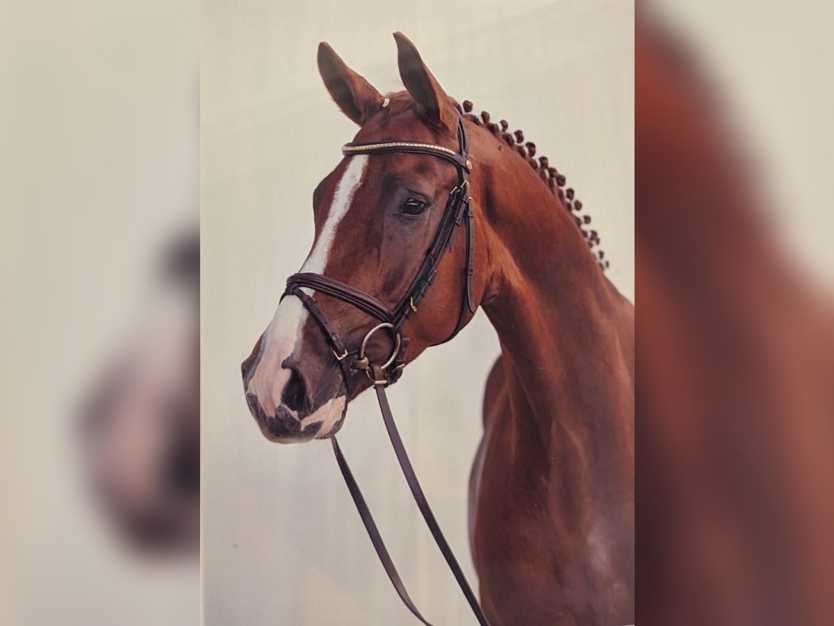 Hannover Castrone 15 Anni 173 cm Sauro in Hamburg Heimfeld