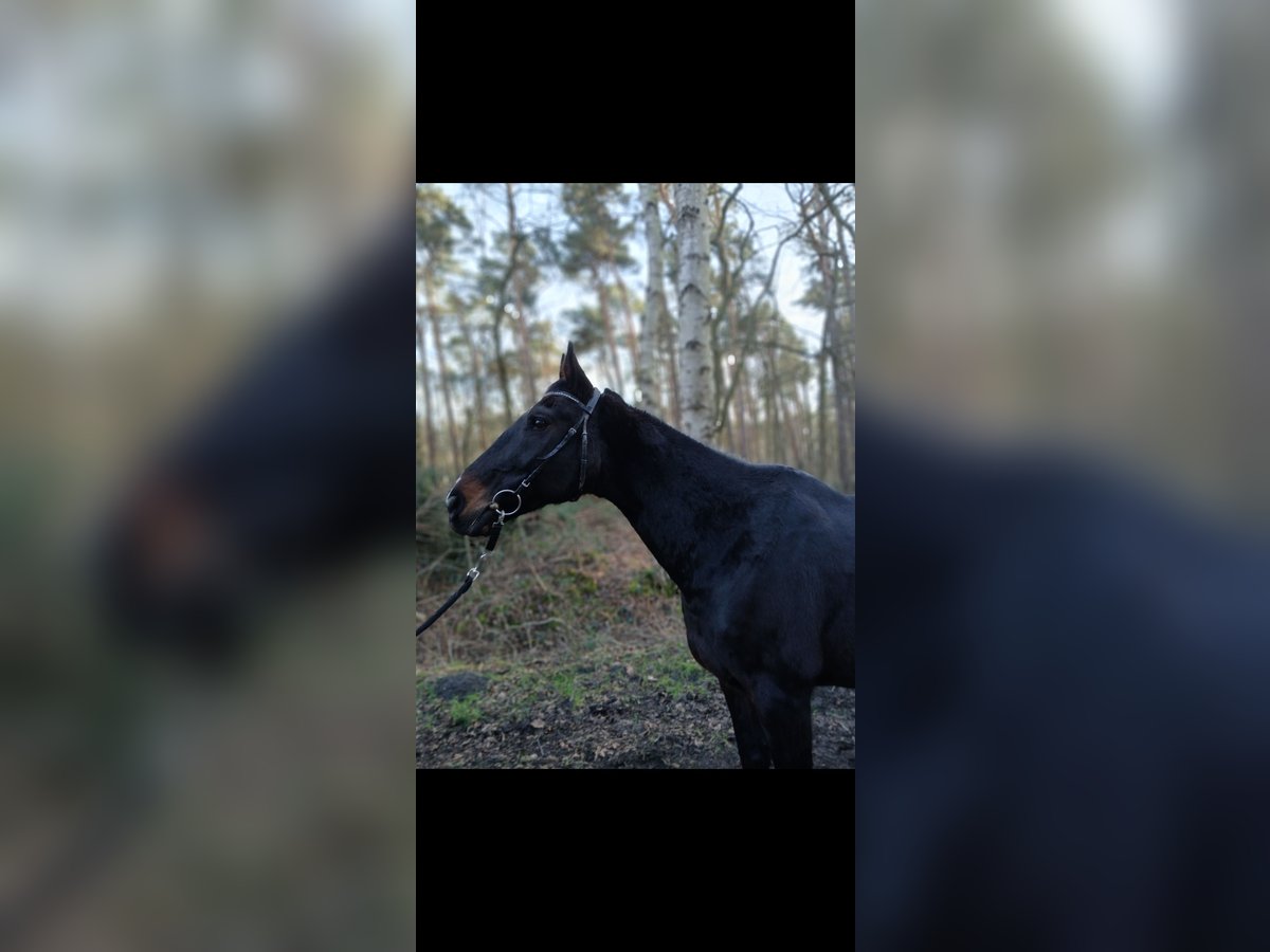 Hannover Mix Castrone 16 Anni 163 cm Baio scuro in Hannover
