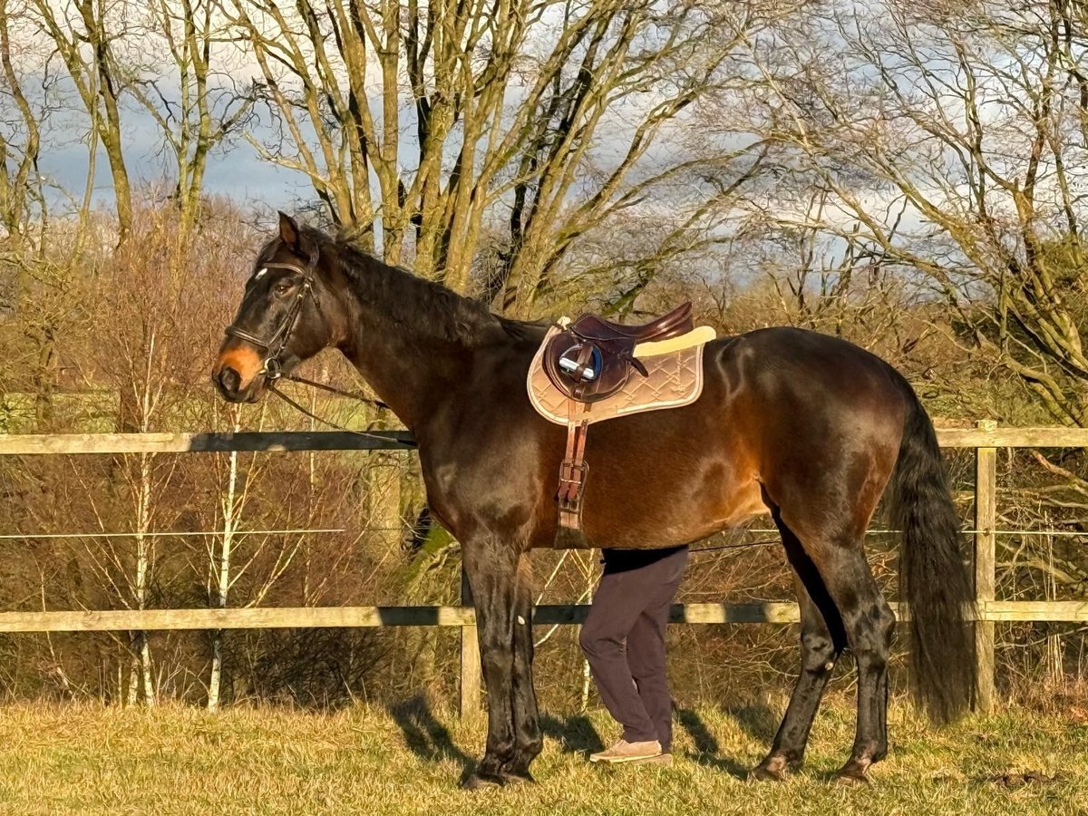 Hannover Castrone 16 Anni 180 cm Baio nero in Großensee