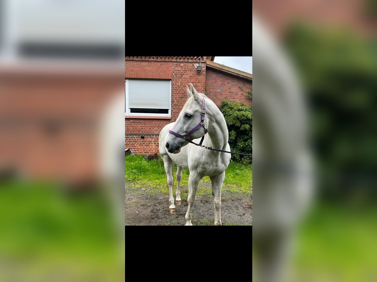 Hannover Castrone 22 Anni 166 cm Grigio in Wingst