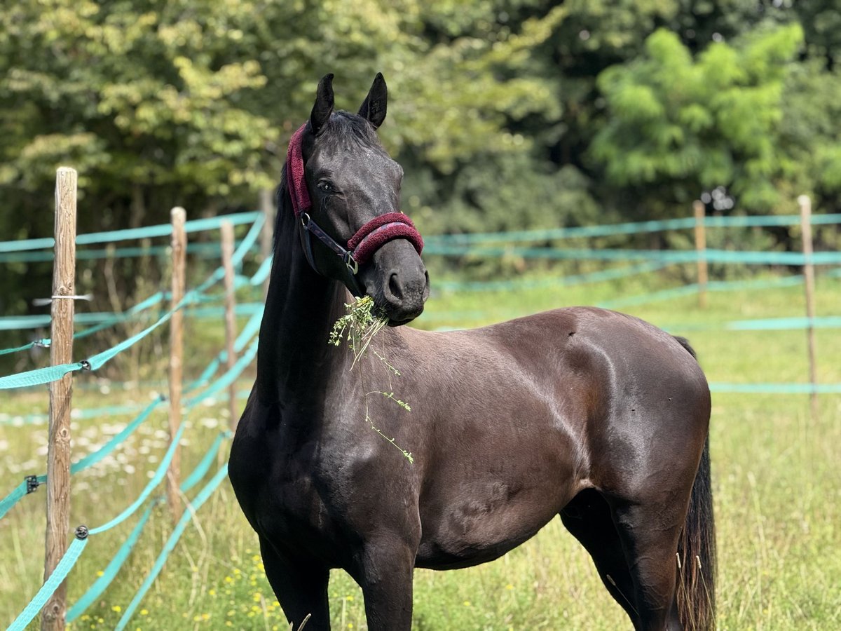 Hannover Castrone 2 Anni 166 cm Morello in Bad Friedrichshall