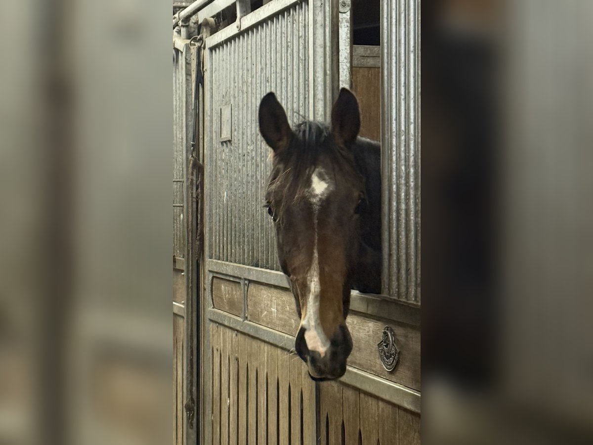 Hannover Castrone 2 Anni 172 cm Baio in Langwedel