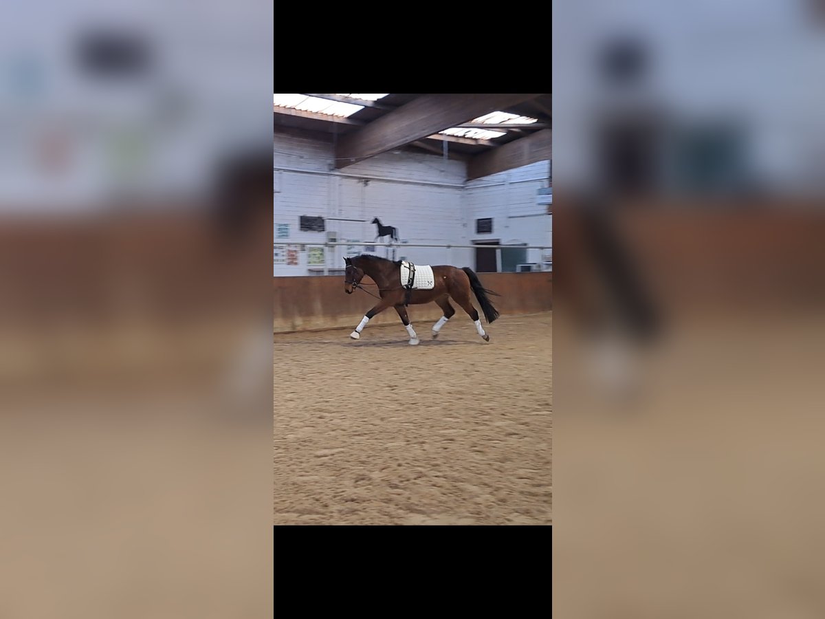 Hannover Castrone 3 Anni 160 cm Baio in Pennigsehl