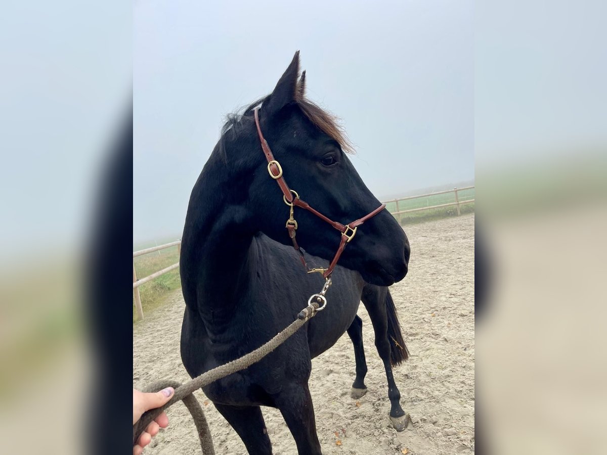 Hannover Castrone 3 Anni 163 cm Morello in Krummh&#xF6;rn Rysum