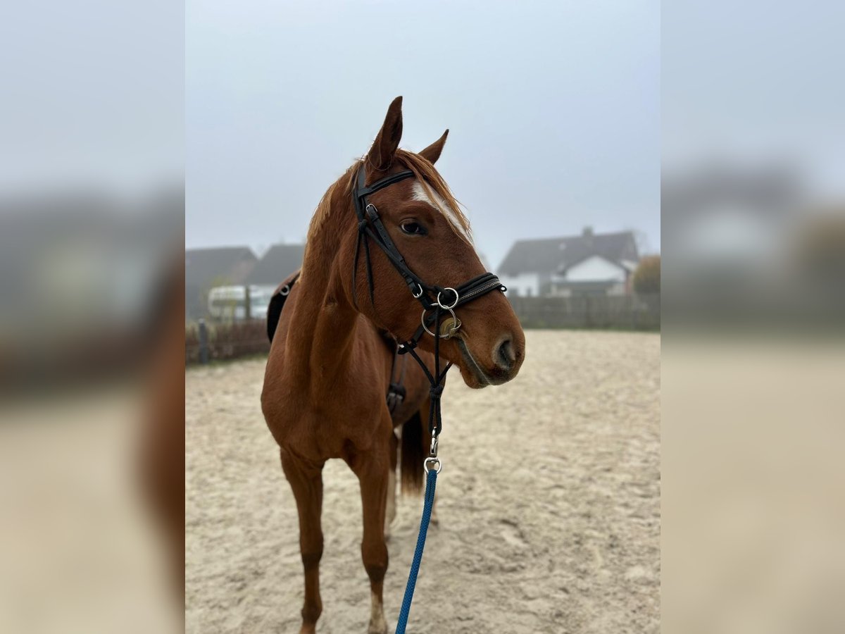 Hannover Castrone 3 Anni 165 cm Sauro in Bad Lauterberg im Harz