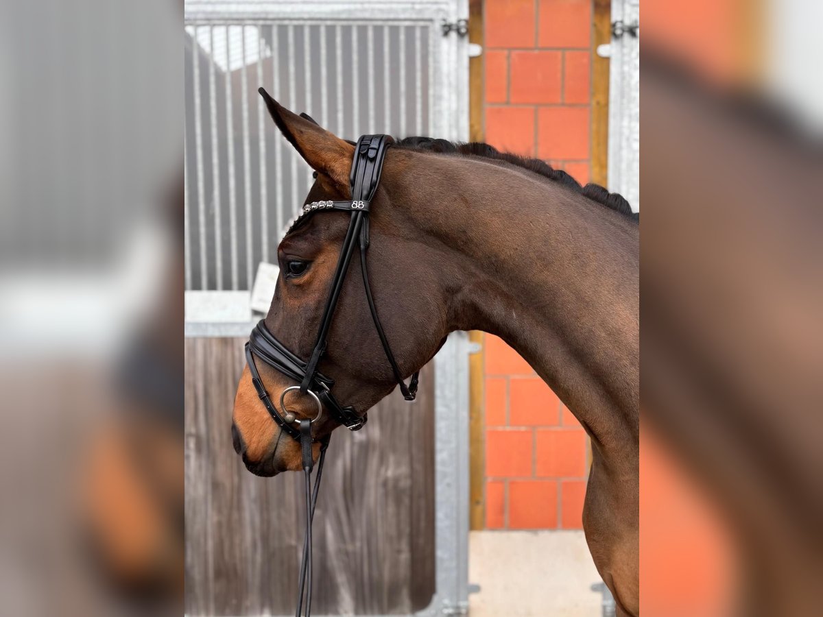 Hannover Castrone 3 Anni 166 cm Baio in Visselhövede