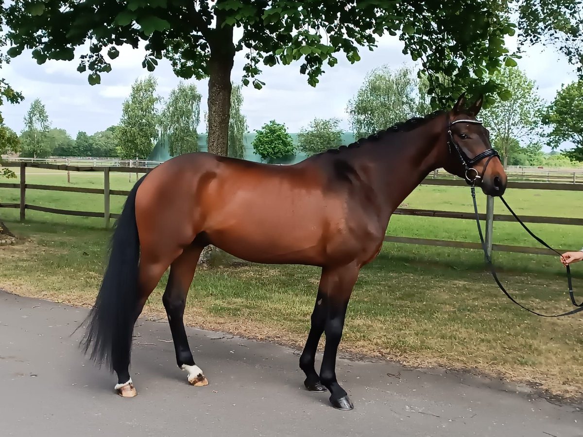 Hannover Castrone 3 Anni 166 cm Baio in Weyhe