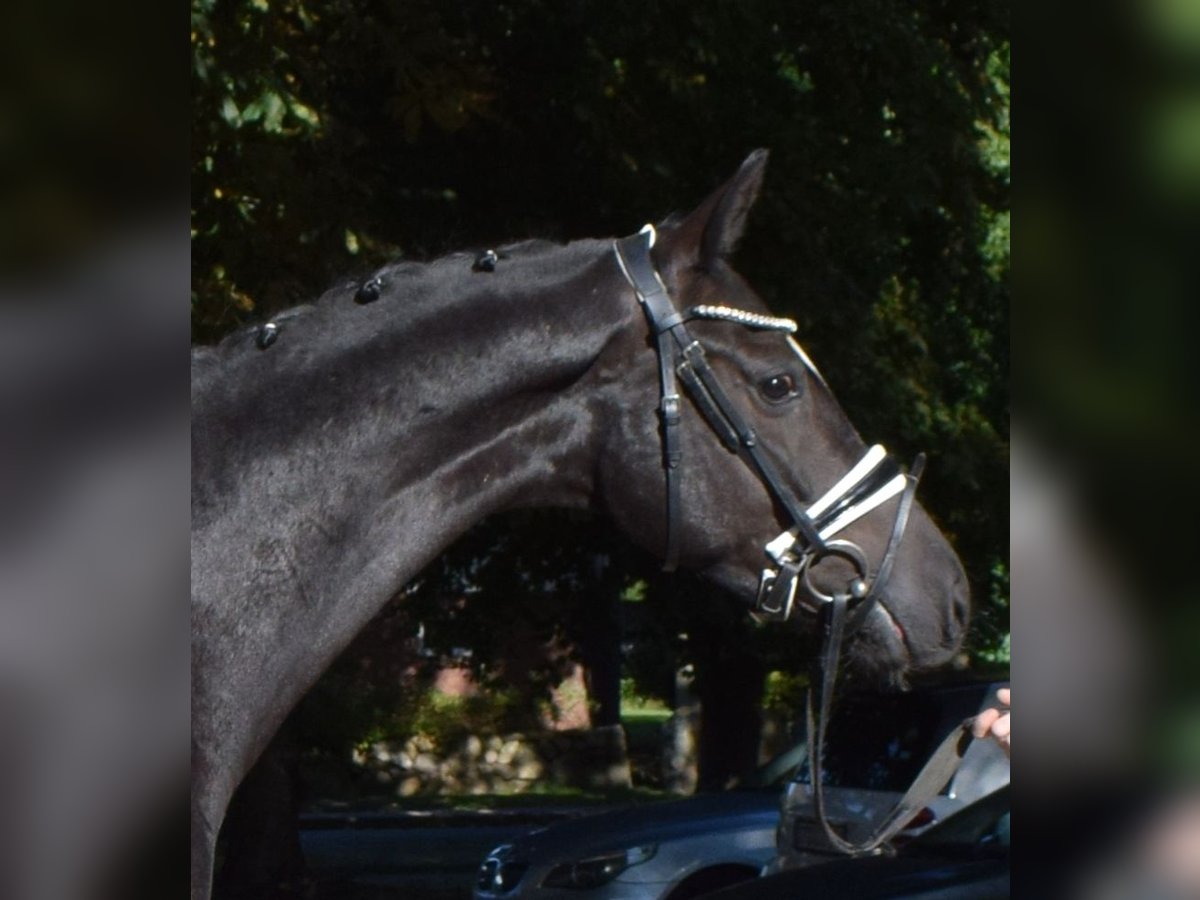 Hannover Castrone 3 Anni 166 cm Morello in Fredenbeck