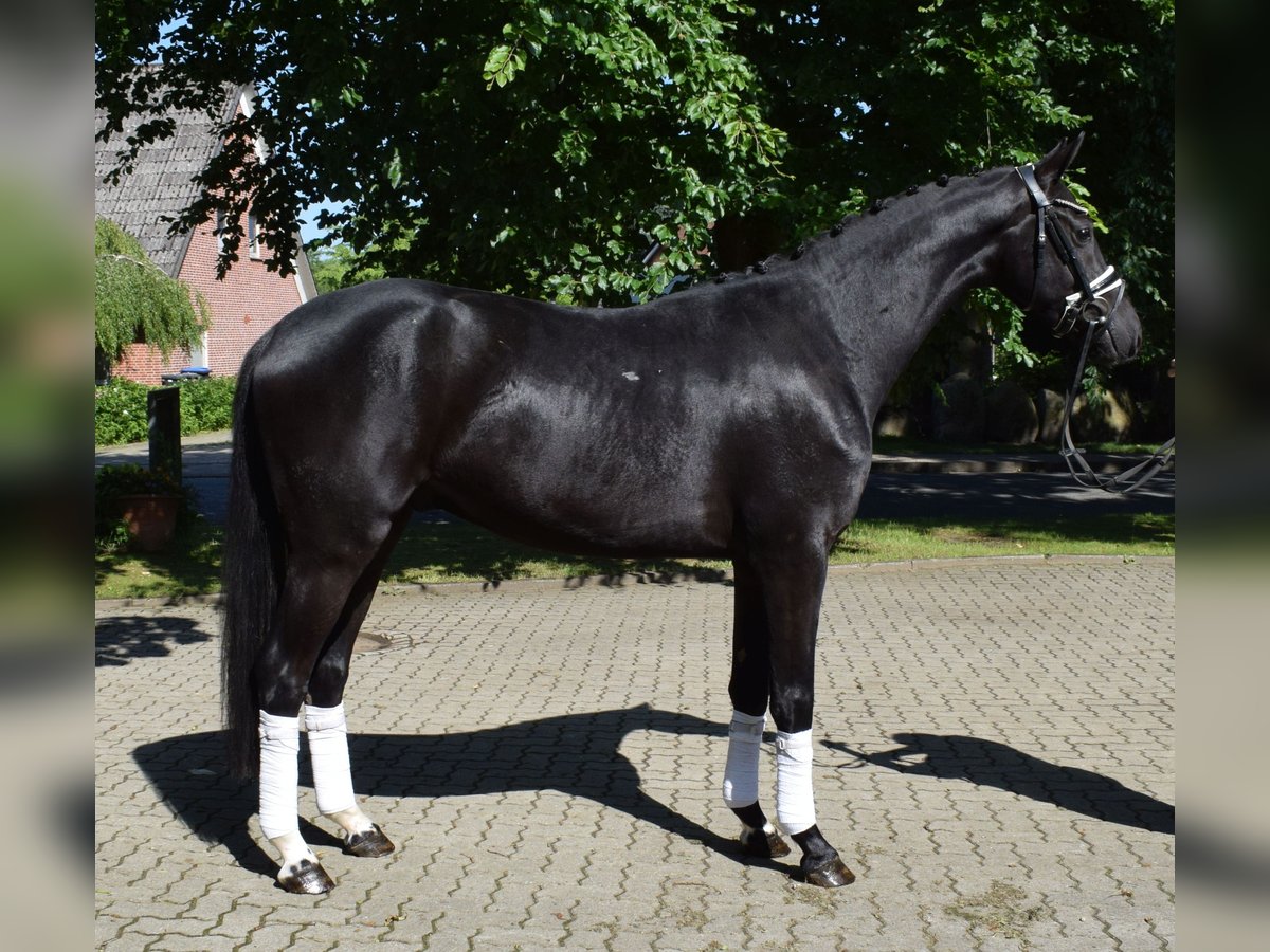Hannover Castrone 3 Anni 166 cm Morello in Fredenbeck