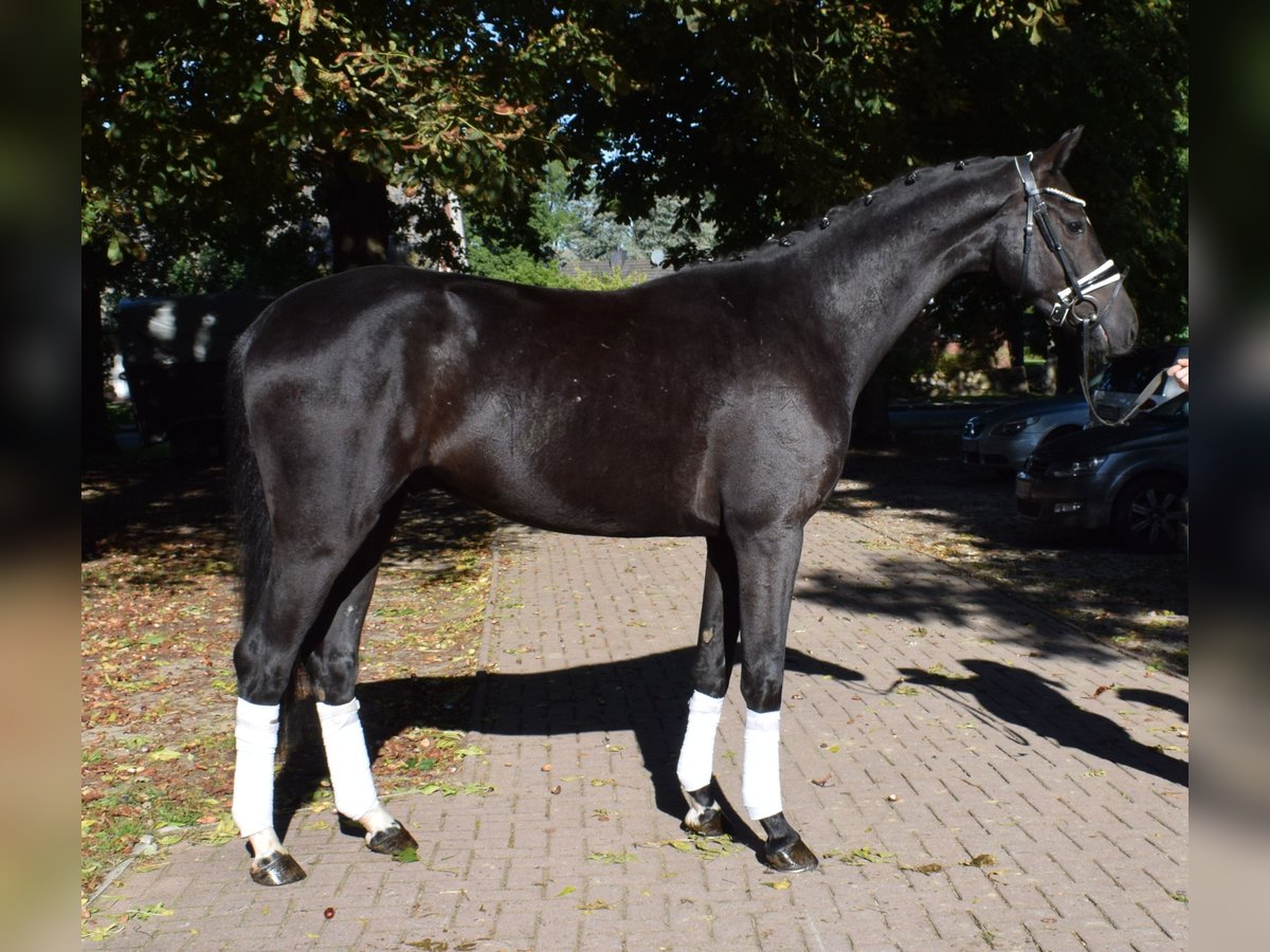 Hannover Castrone 3 Anni 167 cm Morello in Fredenbeck