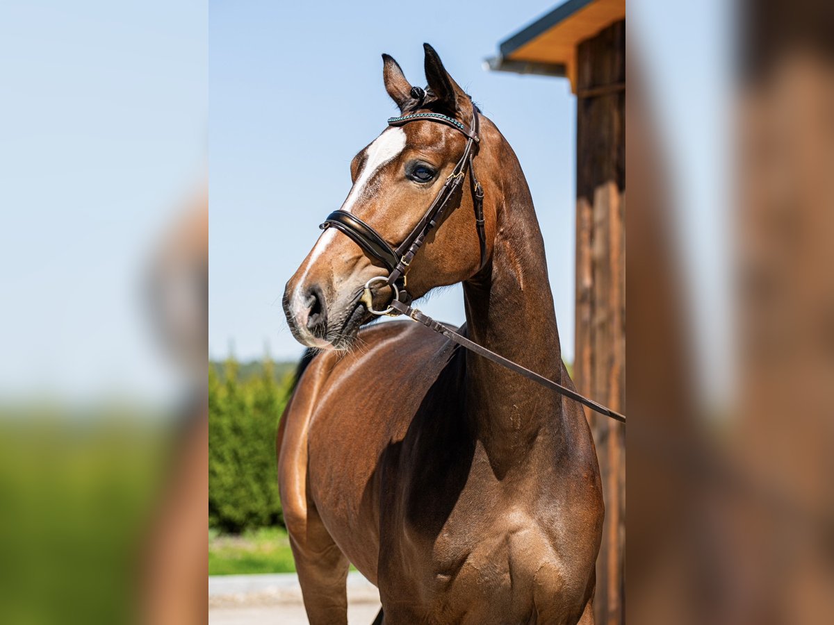 Hannover Castrone 3 Anni 168 cm Baio ciliegia in Brandenburg