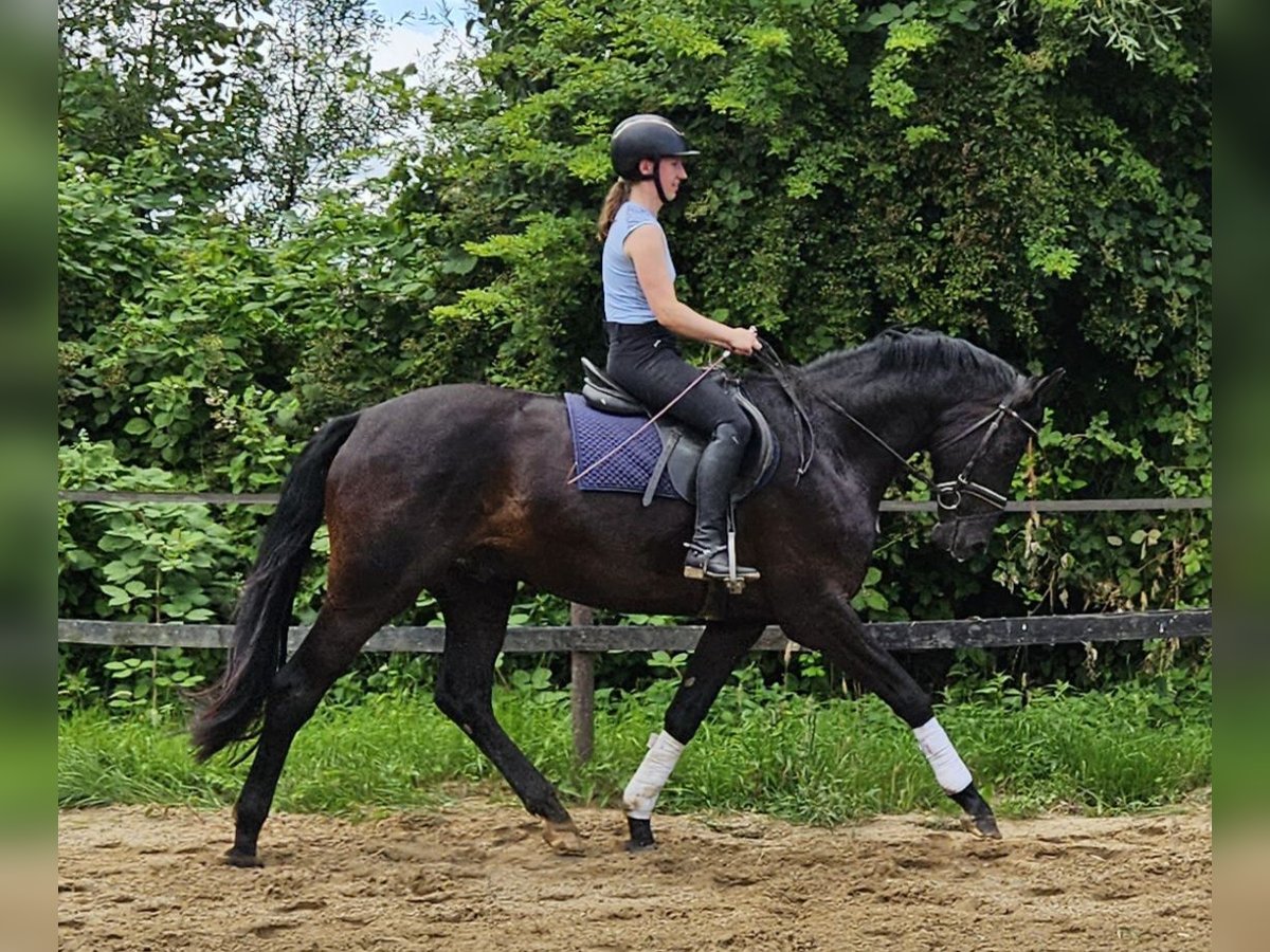 Hannover Castrone 3 Anni 169 cm Morello in Neuenkirchen