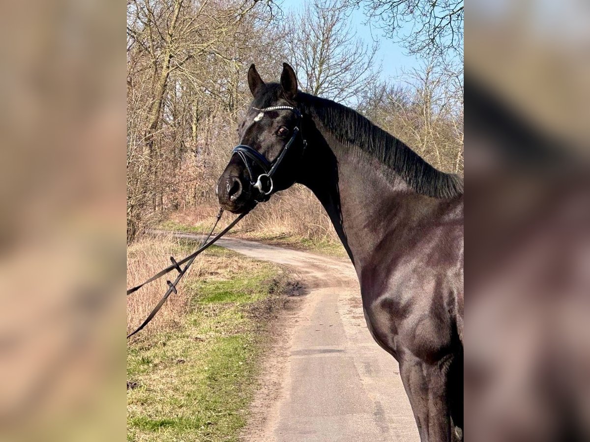 Hannover Castrone 3 Anni 169 cm Morello in L&#xFC;nne
