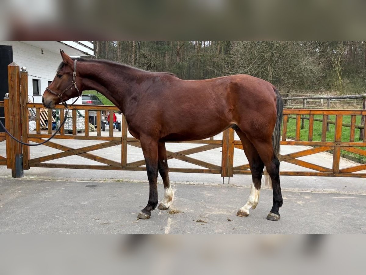 Hannover Castrone 3 Anni 170 cm Baio in Moers