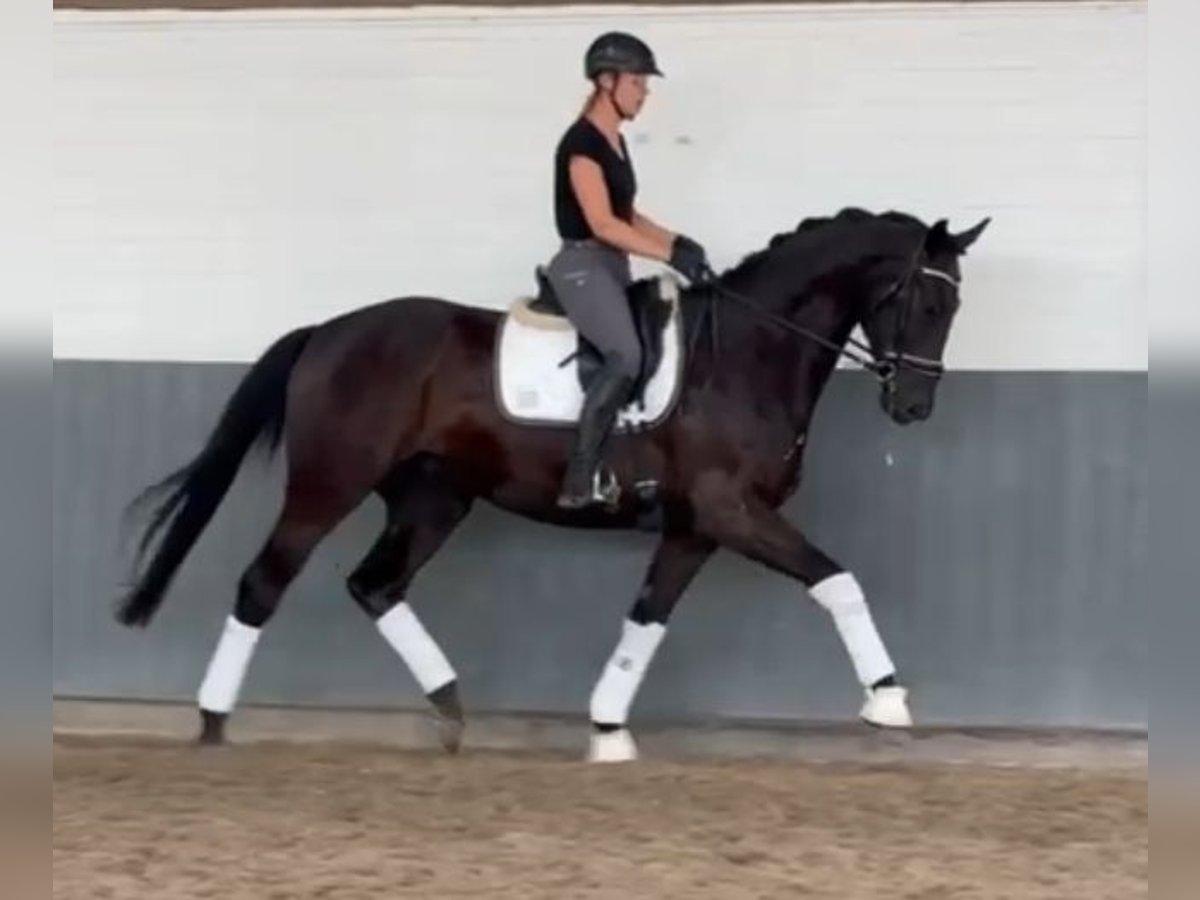 Hannover Castrone 3 Anni 170 cm Morello in Tiddische