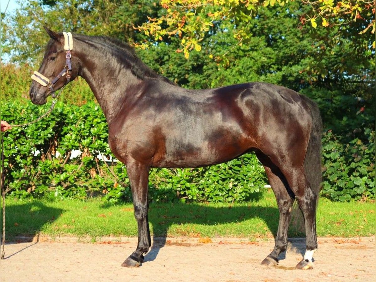 Hannover Castrone 3 Anni 170 cm Morello in Selsingen