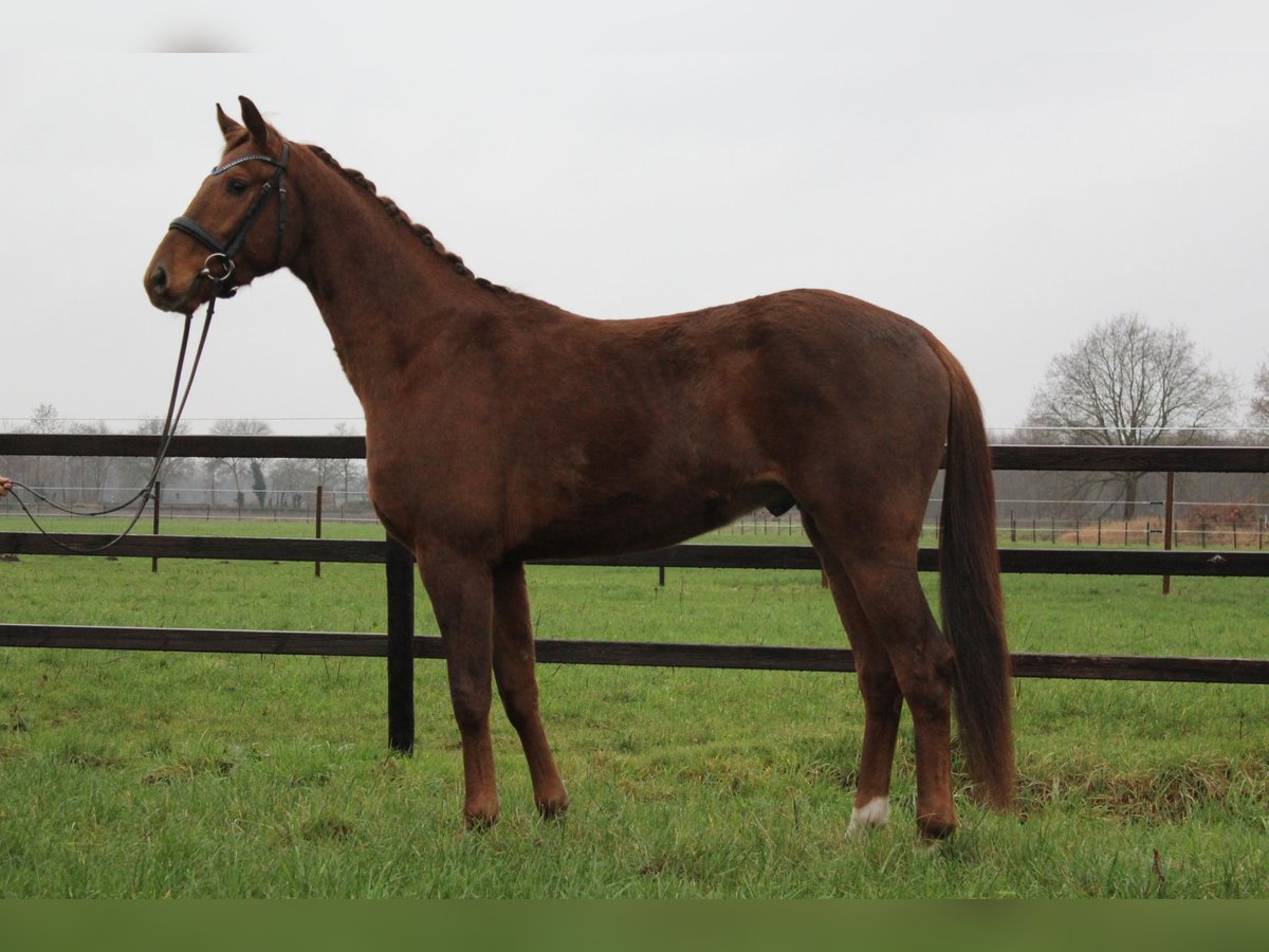 Hannover Castrone 3 Anni 170 cm Sauro in Freren