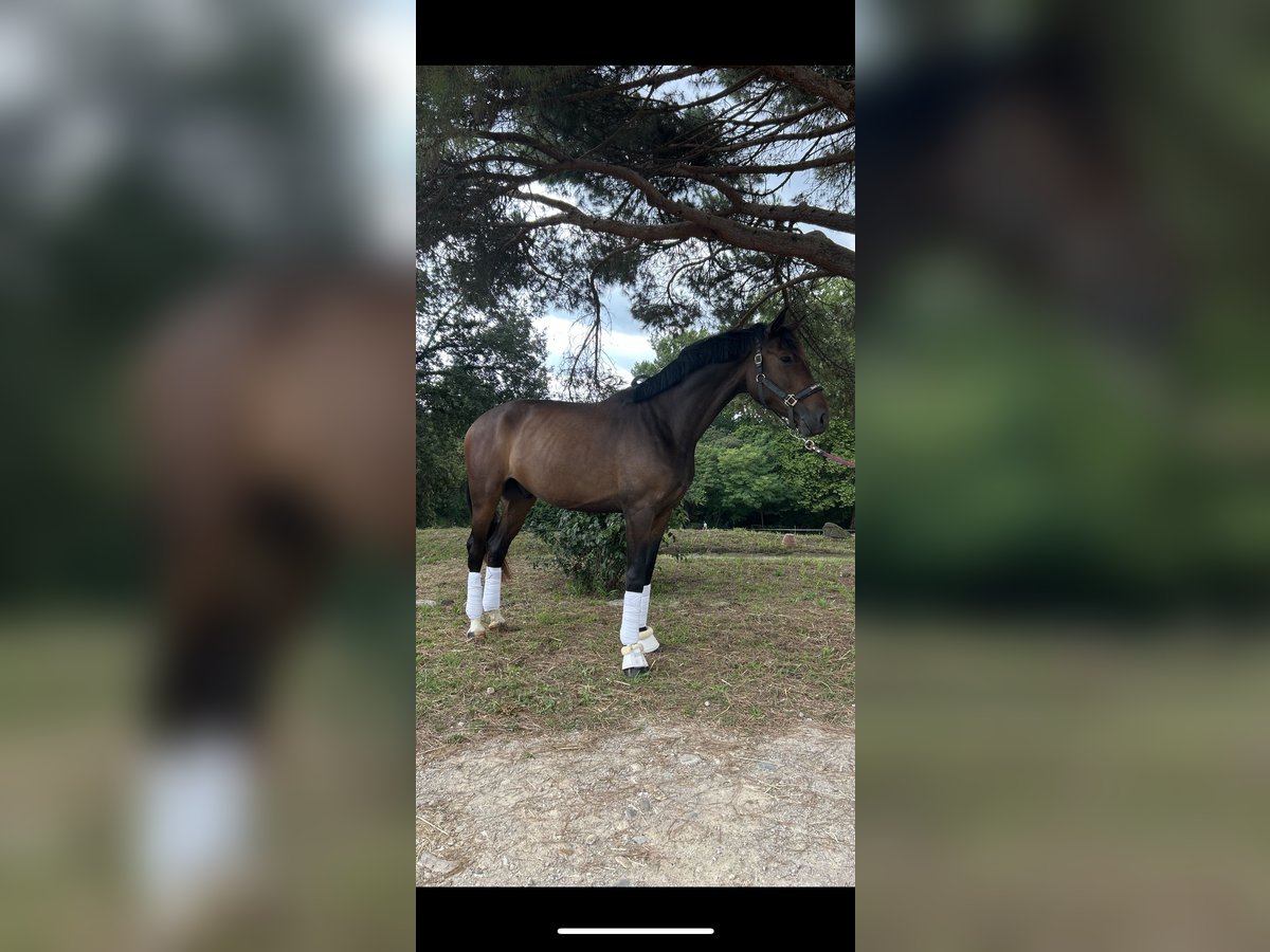 Hannover Castrone 3 Anni 171 cm Baio scuro in Sant Gregori (Municipio)