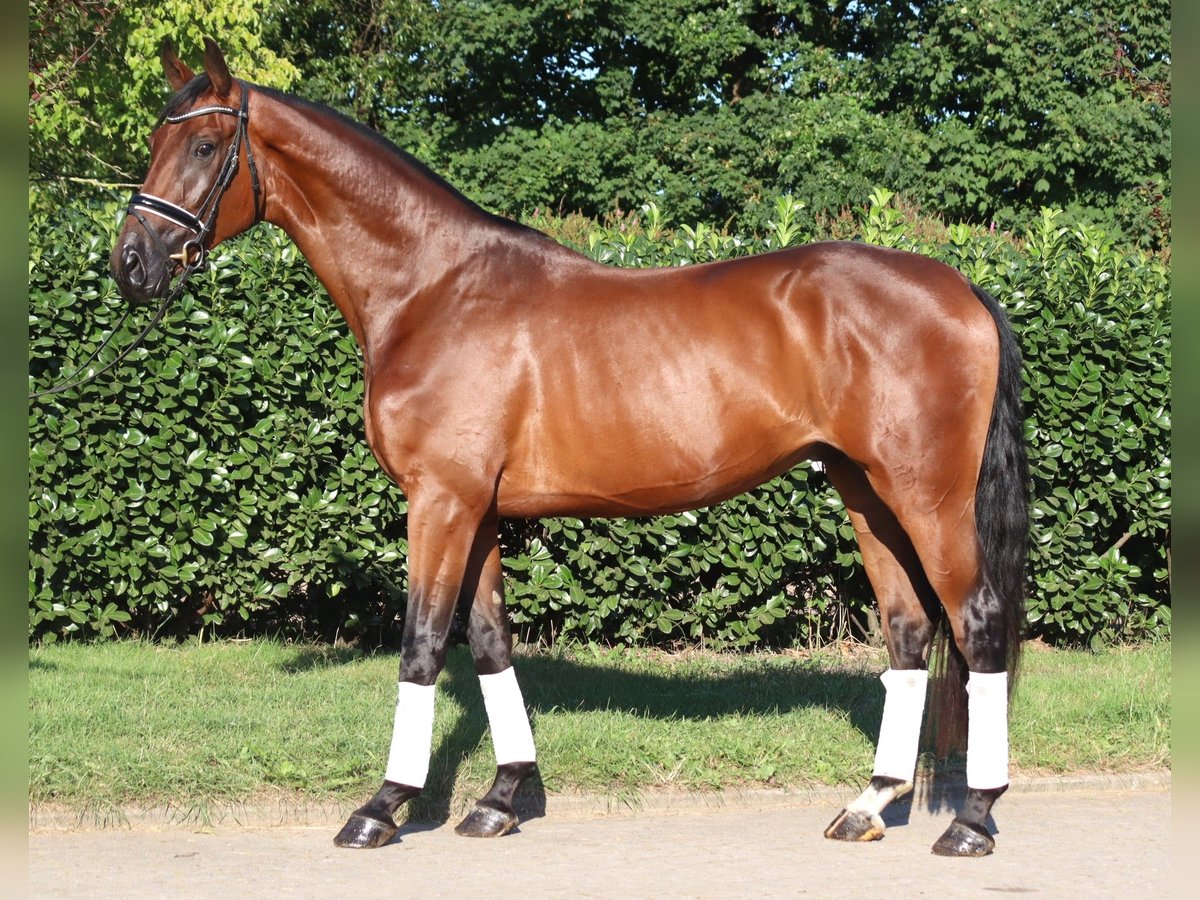 Hannover Castrone 3 Anni 173 cm Baio in Selsingen