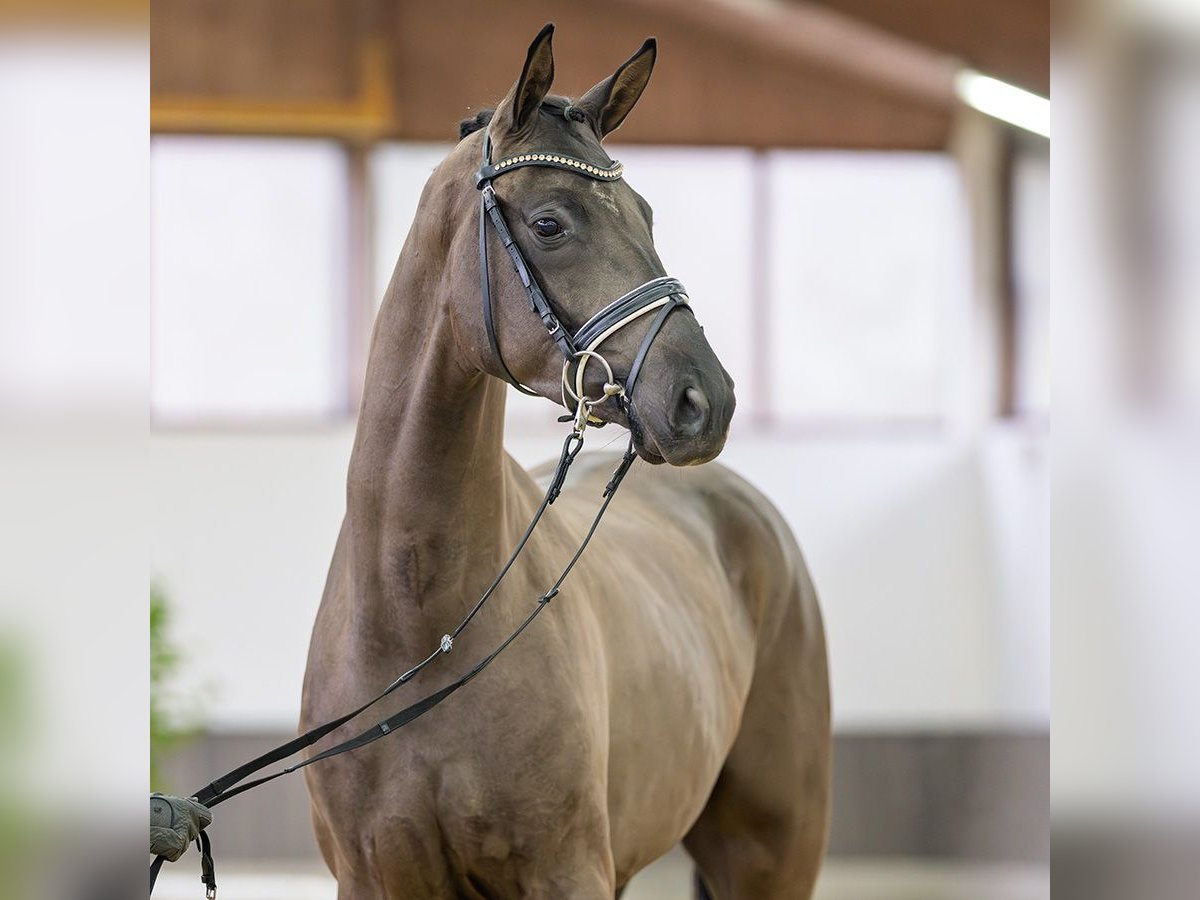 Hannover Castrone 3 Anni 173 cm Morello in M&#xFC;nster-Handorf