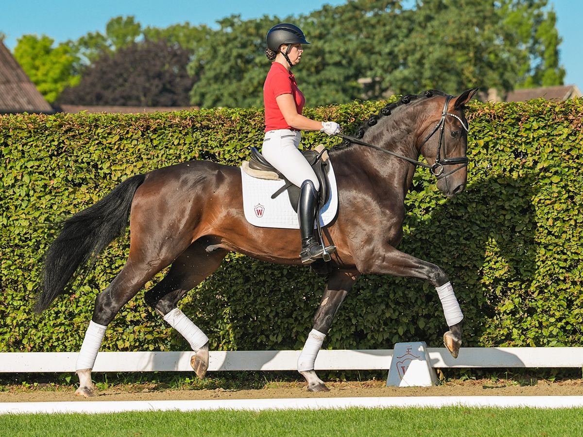 Hannover Castrone 3 Anni 177 cm Baio nero in Münster