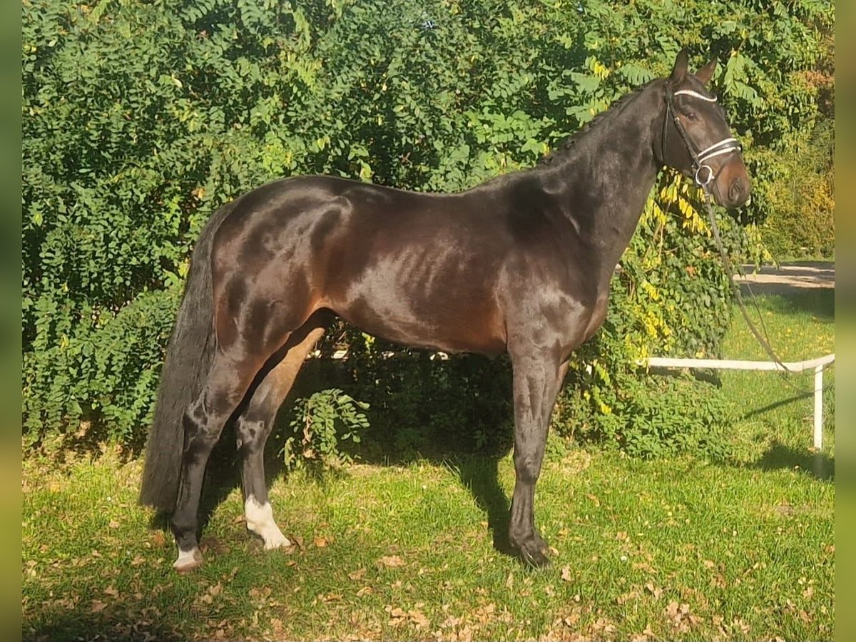 Hannover Castrone 3 Anni 177 cm Baio scuro in Nienhagen