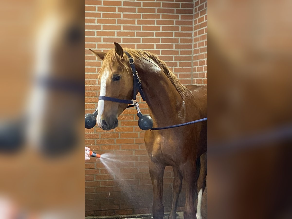 Hannover Castrone 3 Anni in Wetschen Hannover Castrone 3 Anni in Wetschen