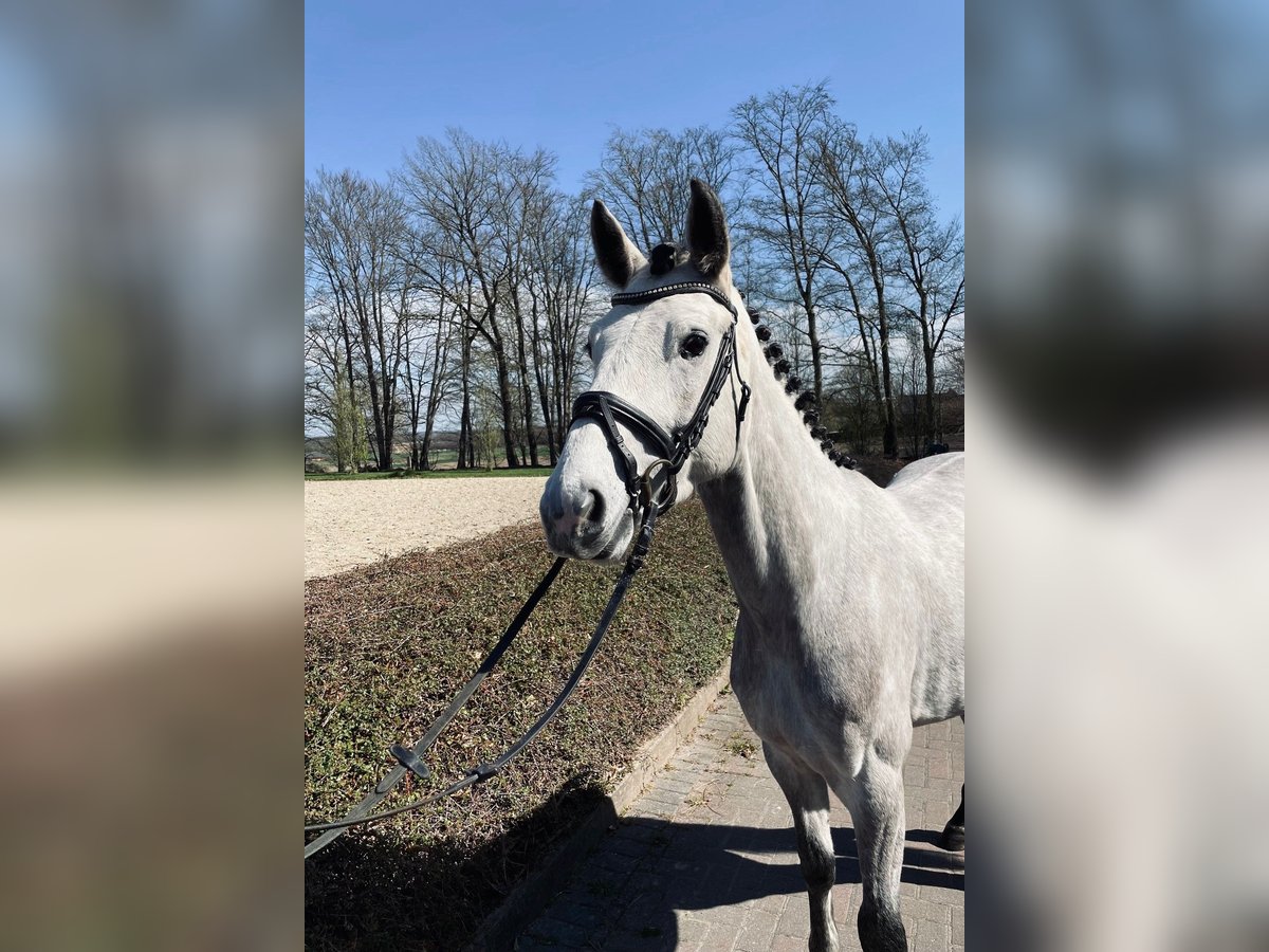 Hannover Castrone 4 Anni 160 cm Grigio in Ankum