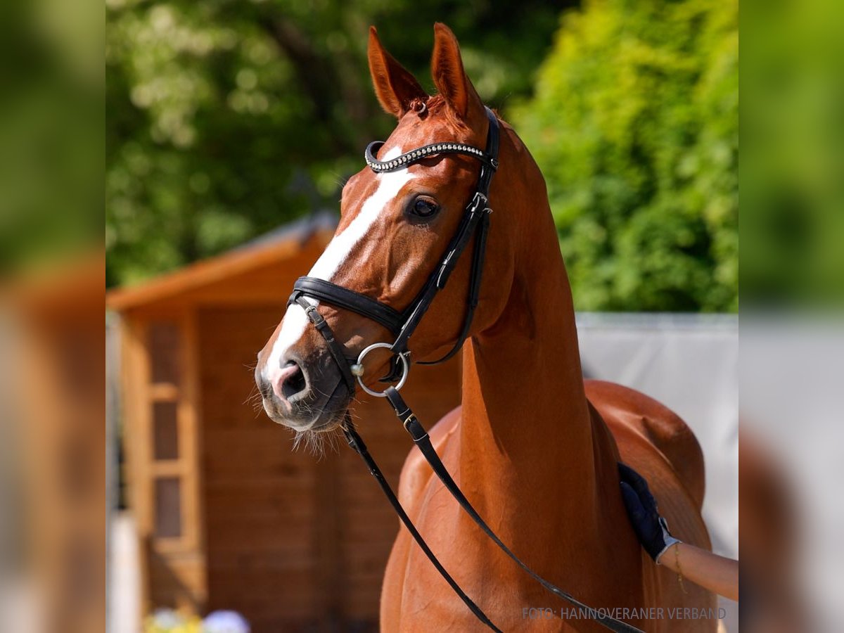 Hannover Castrone 4 Anni 161 cm Sauro in Verden