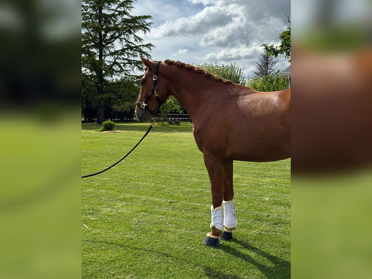 Hannover Mix Castrone 4 Anni 161 cm Sauro in Galaroza (Huelva)