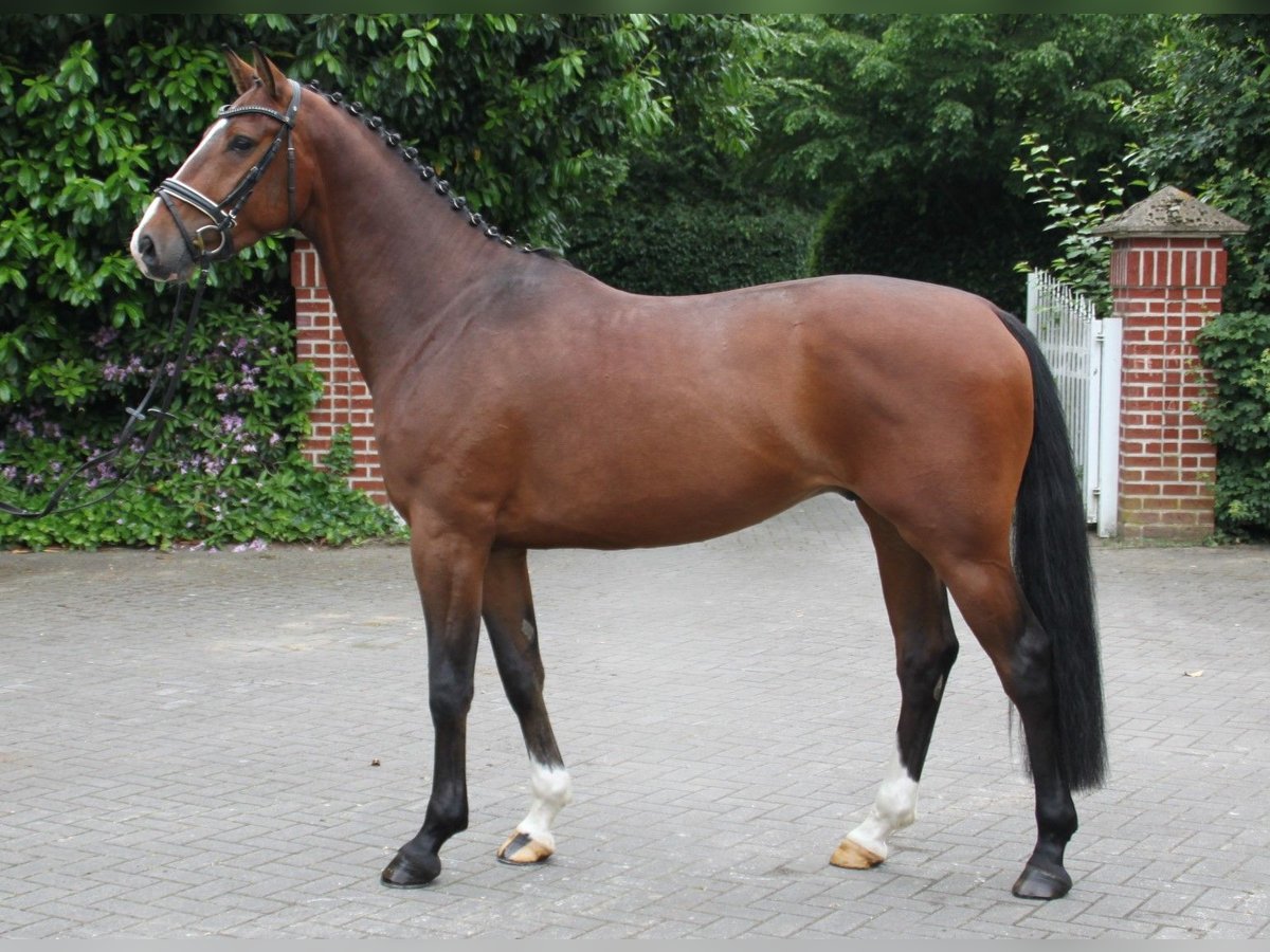 Hannover Castrone 4 Anni 164 cm Baio in Gronau (Westfalen)