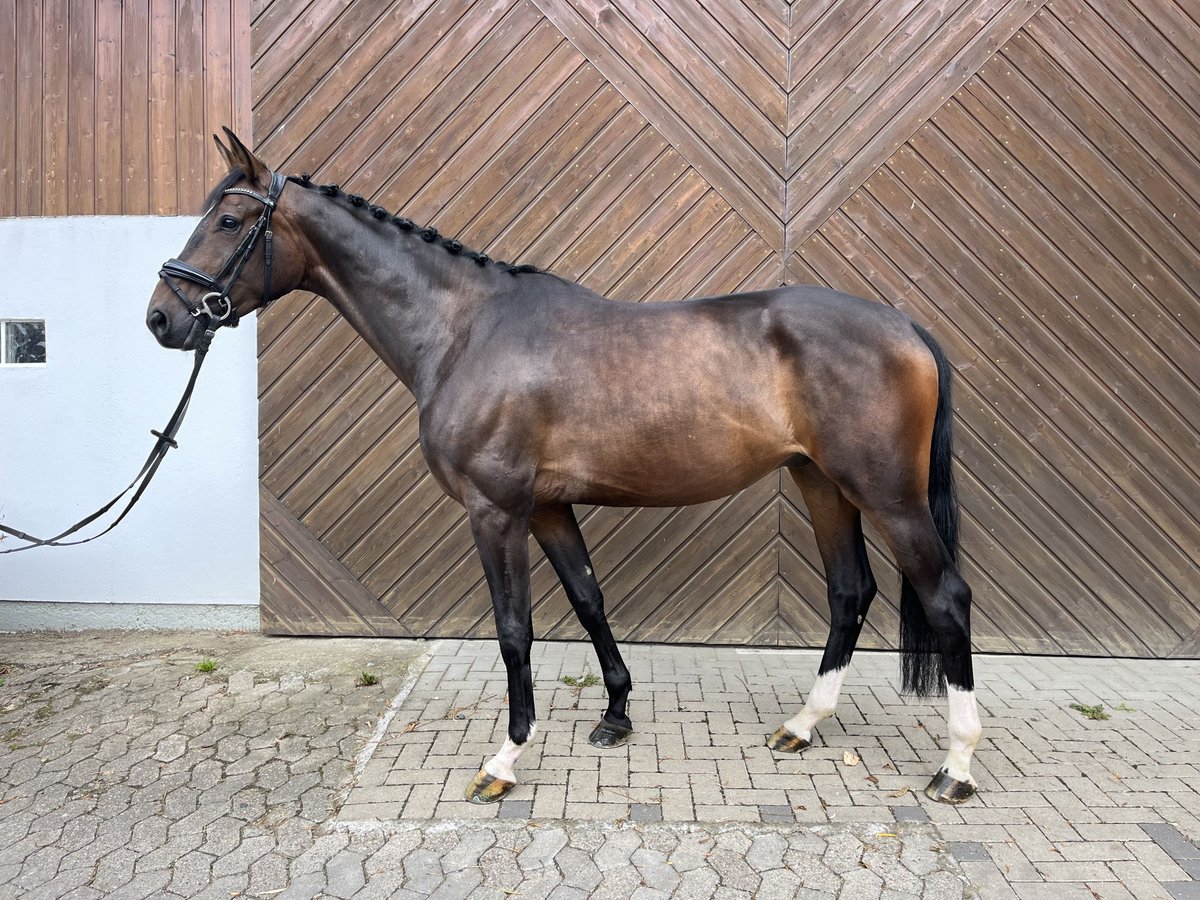 Hannover Castrone 4 Anni 164 cm Baio scuro in Mettmann