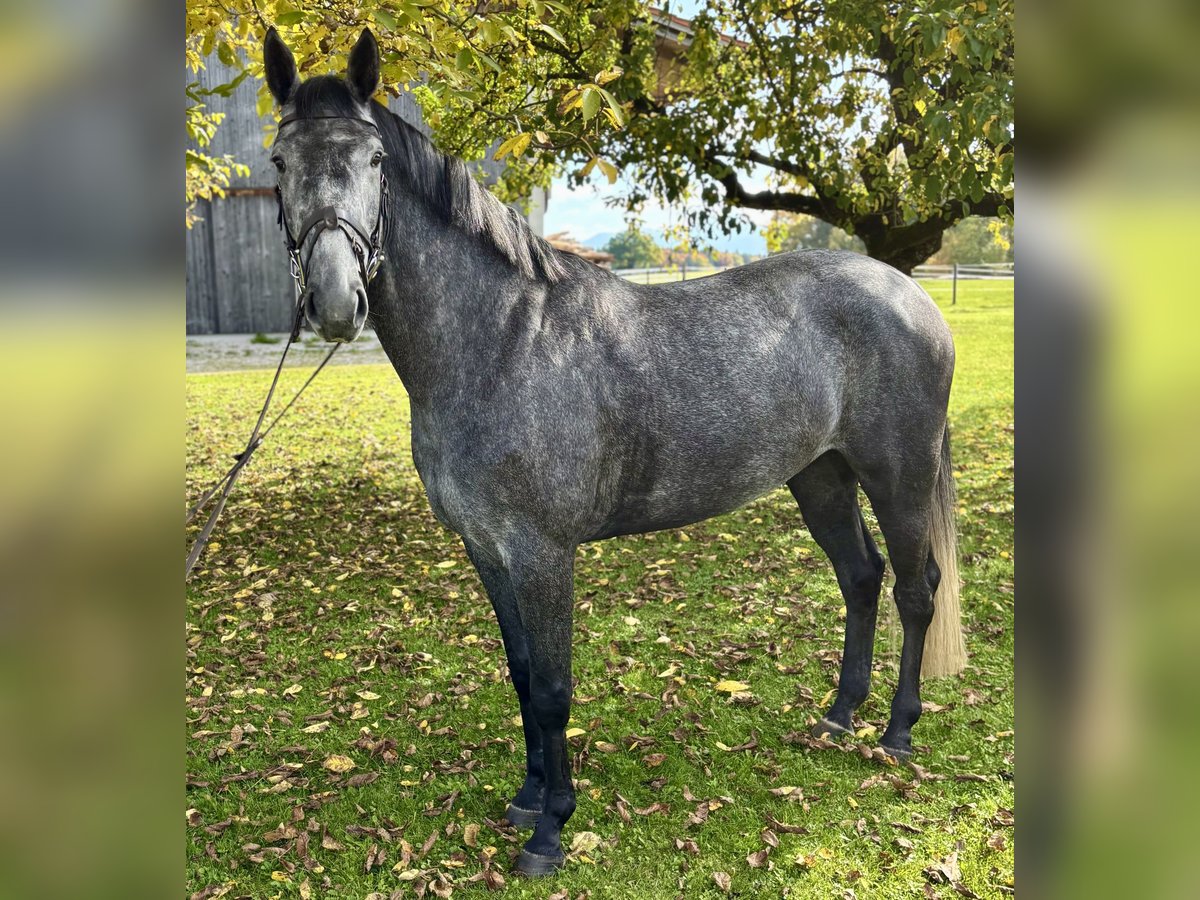 Hannover Castrone 4 Anni 165 cm Grigio pezzato in Eberfing