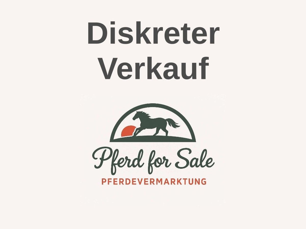 Hannover Castrone 4 Anni 165 cm Morello in Aurich