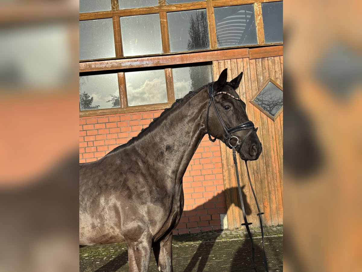 Hannover Castrone 4 Anni 165 cm Morello in Hamm