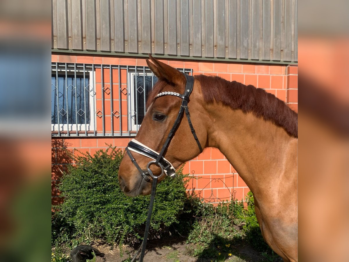 Hannover Castrone 4 Anni 165 cm Sauro in Hepstedt