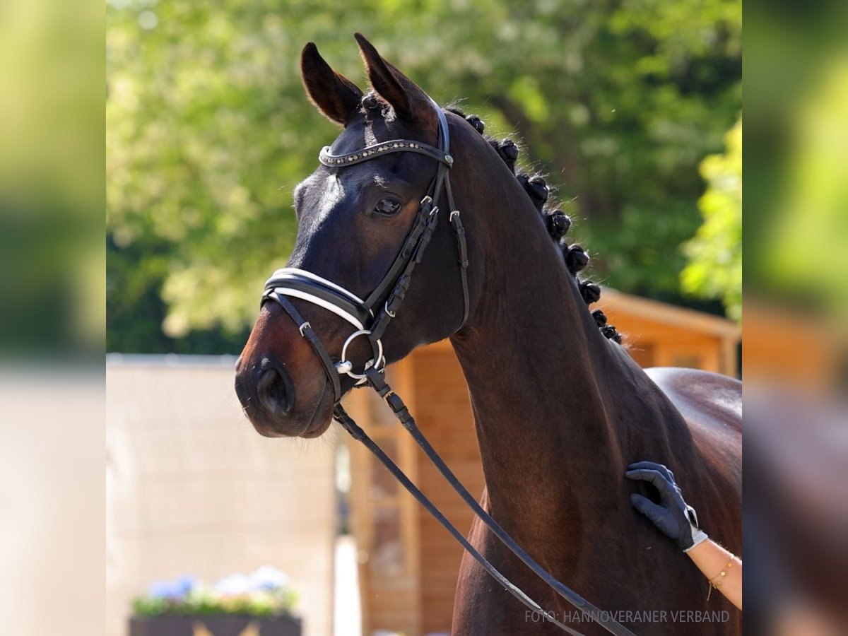 Hannover Castrone 4 Anni 166 cm Sauro in Verden