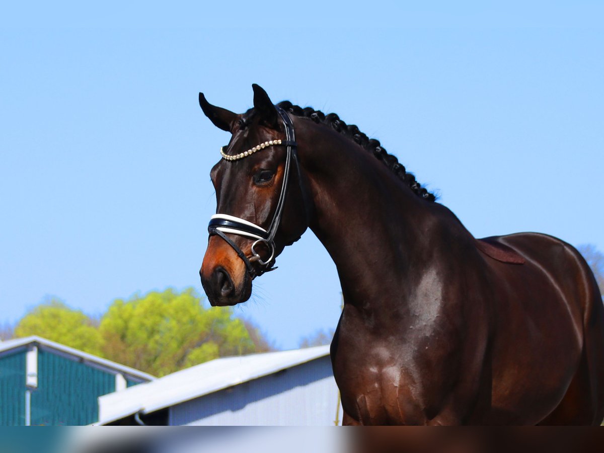 Hannover Castrone 4 Anni 167 cm Baio nero in Lienen