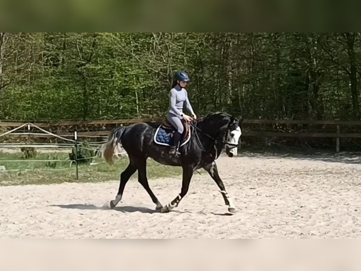 Hannover Castrone 4 Anni 167 cm Grigio ferro in Braunschweig