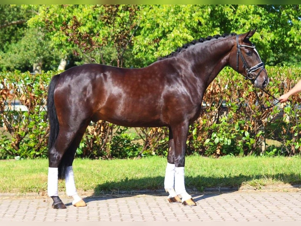 Hannover Castrone 4 Anni 167 cm Morello in Selsingen