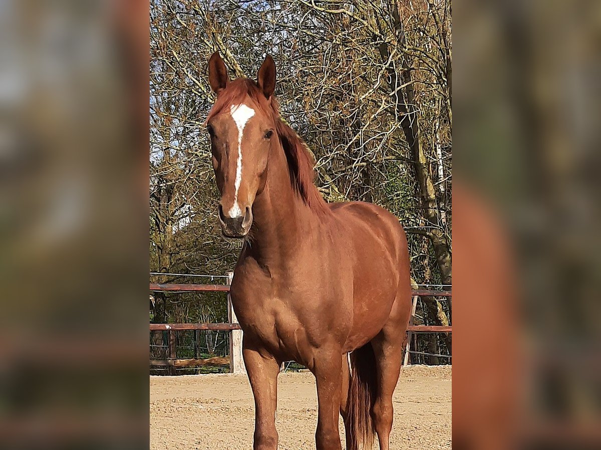 Hannover Castrone 4 Anni 167 cm Sauro in Leichlingen