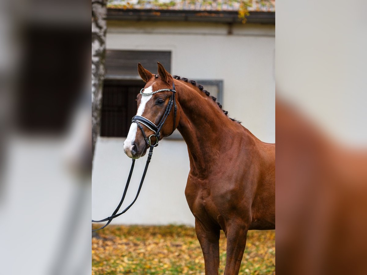 Hannover Castrone 4 Anni 167 cm Sauro scuro in Burgdorf
