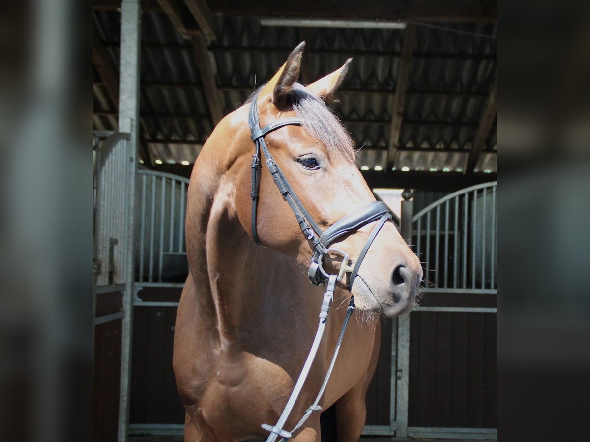 Hannover Castrone 4 Anni 168 cm Baio in Wardenburg