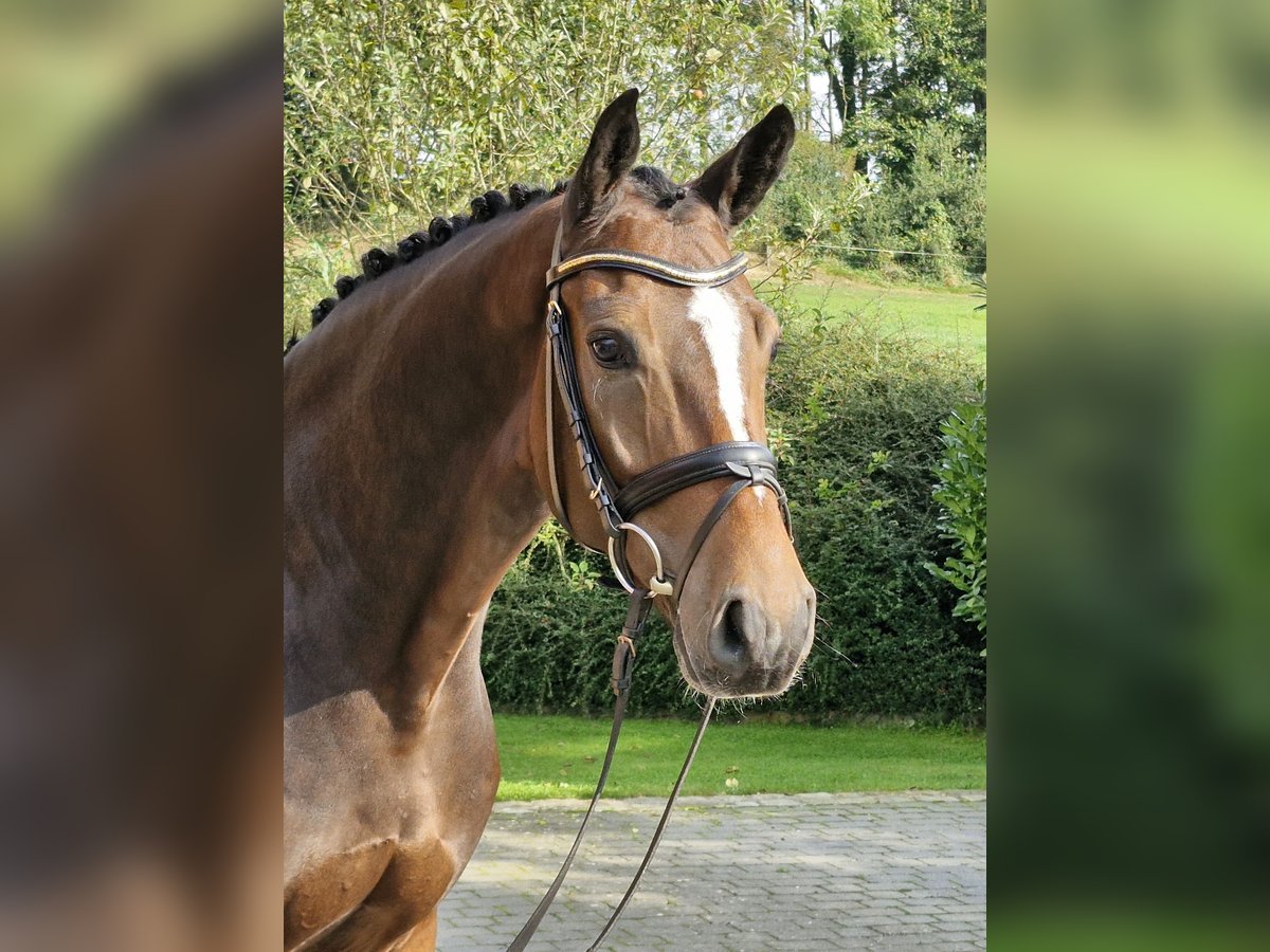 Hannover Castrone 4 Anni 168 cm Baio in Ostercappeln