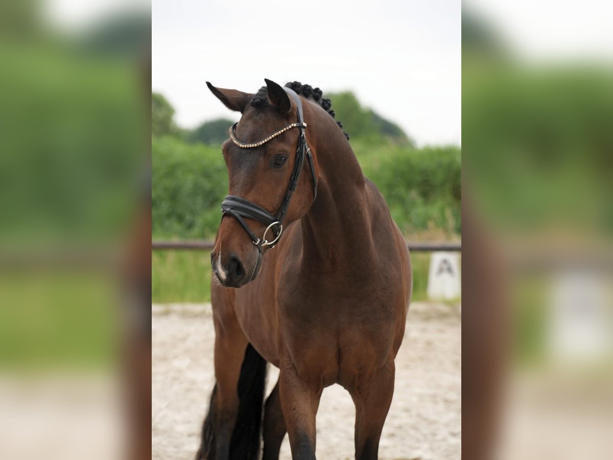 Hannover Castrone 4 Anni 168 cm Baio in Tespe