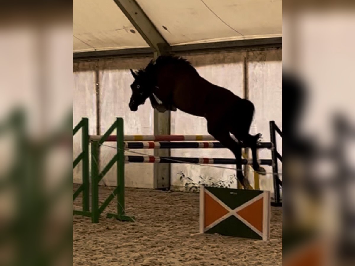 Hannover Castrone 4 Anni 168 cm Baio nero in Brniště